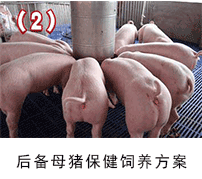 后备母猪保健饲养方案